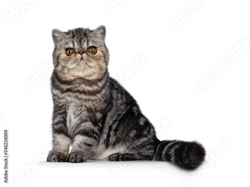 Fotografía Cute black tabby blotched Exotic Shorthair cat kitten, sitting side ways