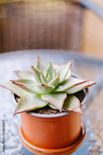 Plant cactus with spikes on the ends. photo