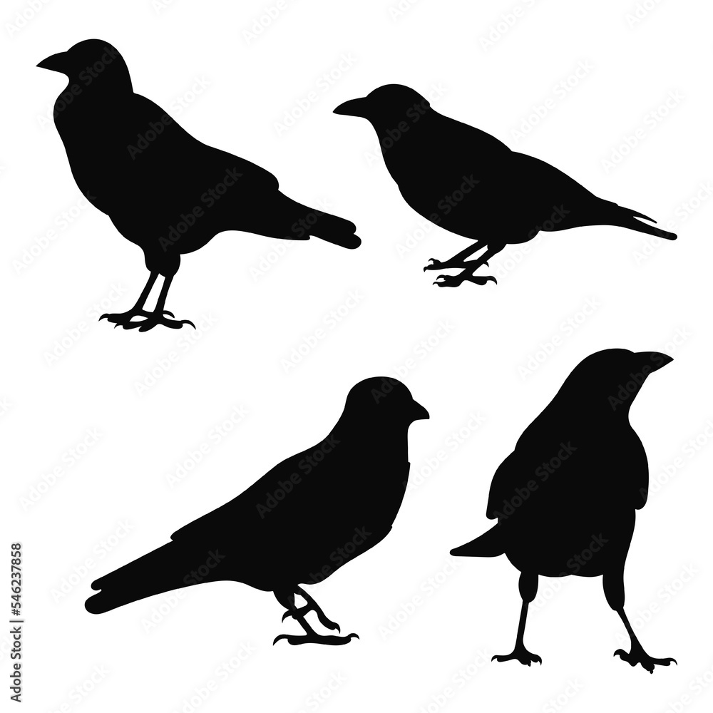 Vector set raven, crow, corvus standing, different pack of bird silhouettes hand draw, isolated vector Vector set raven, crow, corvus standing, different pack of bird silhouettes hand draw, isolated vector