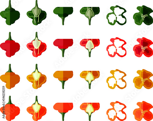 Set with whole, half, quarter, slices, and wedges scotch bonnet peppers. Capsicum chinense. Hot chili pepper. Vegetables. Flat style. Vector illustration isolated on white background.