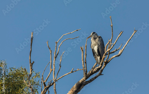 Gray heron sitting on the b...