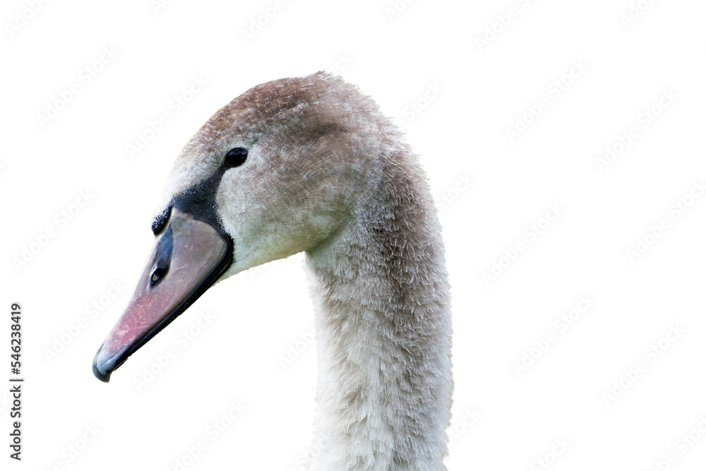 Fototapeta premium portrait of a young gray swan on a white background