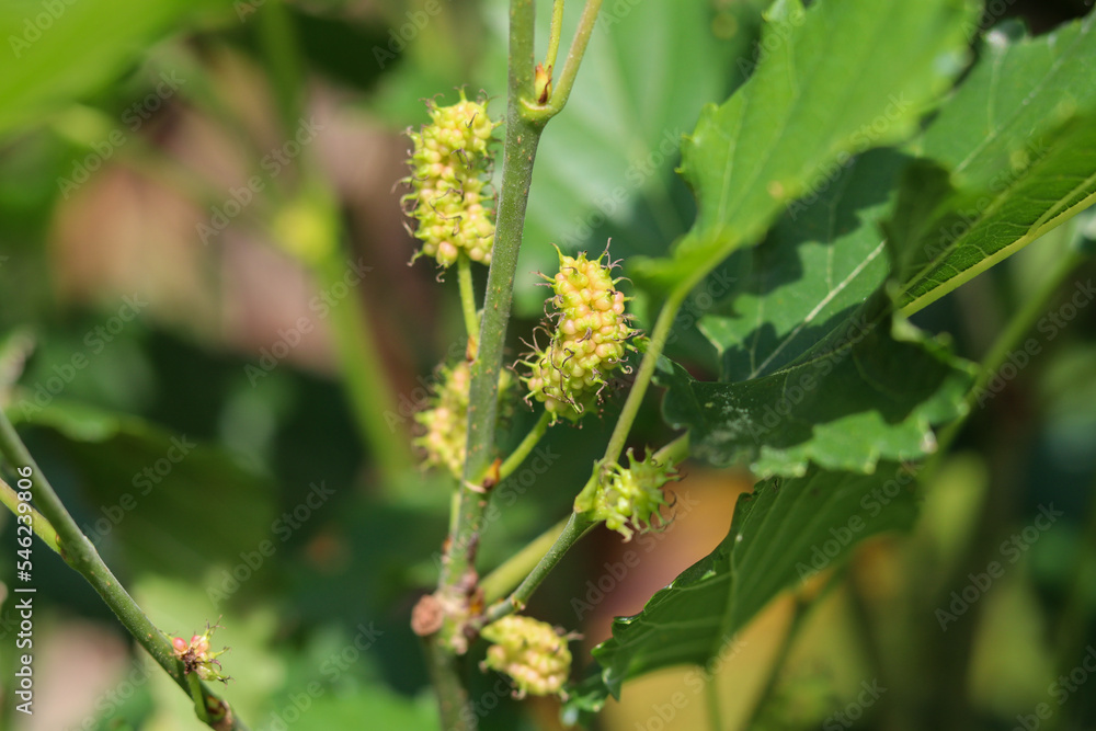 unripe pink mulberries