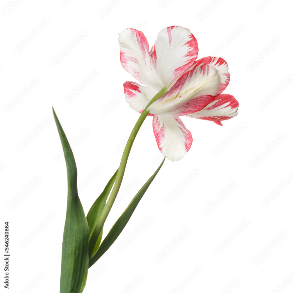 Red-white tulip flower isolated on white background.