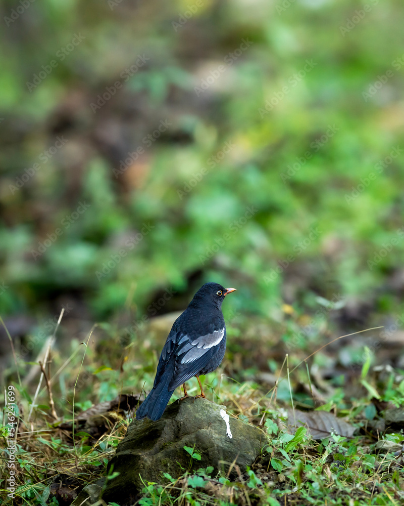 grey winged blackbird or Turdus boulboul bird closeup in natural green background foothills of himalayas at manila forest of uttarakhand india asia grey winged blackbird or Turdus boulboul bird closeup in natural green background foothills of himalayas at manila forest of uttarakhand india asia