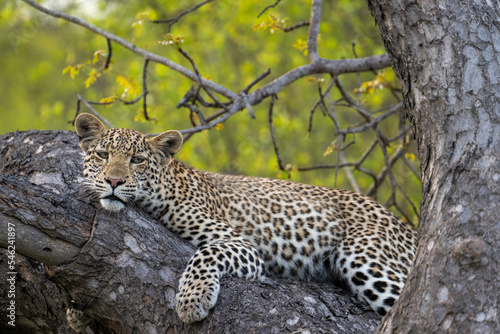 A young leopard (Panthera pardus) in woodland in the Timbavati, South Africa