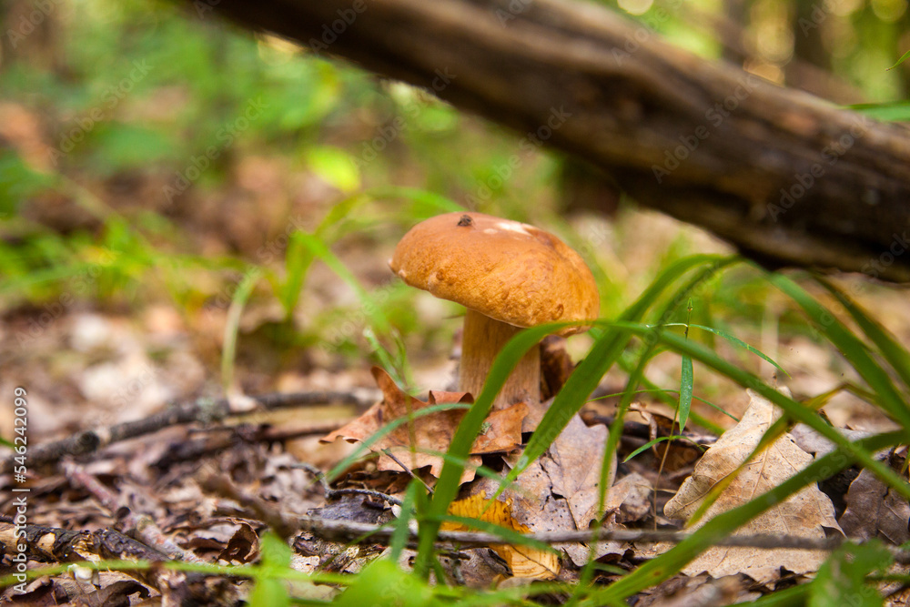 Boletus mushroom in the wild. Porcini mushroom grows on the forest floor at autumn season.. Boletus mushroom in the wild. Porcini mushroom grows on the forest floor at autumn season..