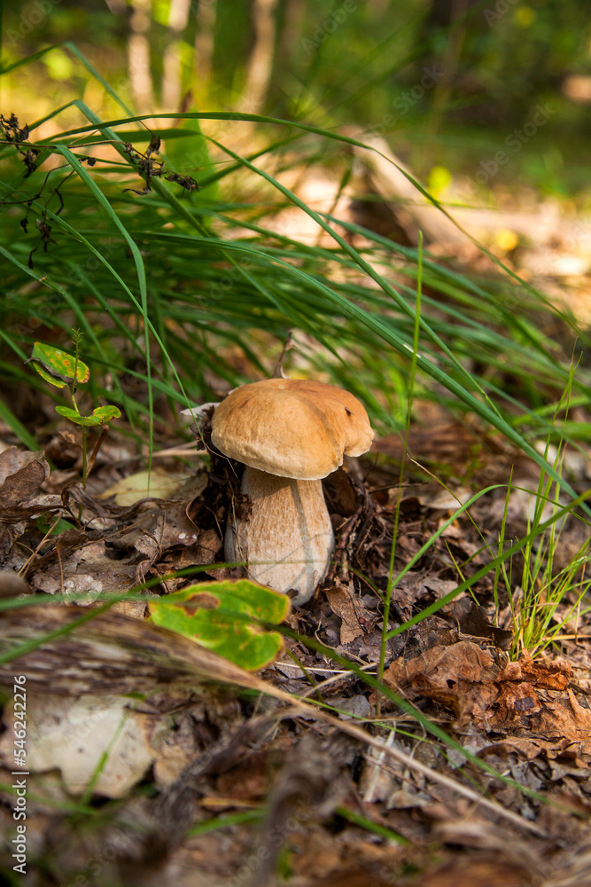 Boletus mushroom in the wild. Porcini mushroom grows on the forest floor at autumn season.. Boletus mushroom in the wild. Porcini mushroom grows on the forest floor at autumn season..