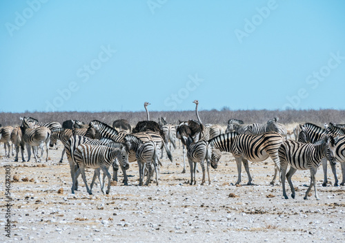 Herd of Zebras at Etosha National Park