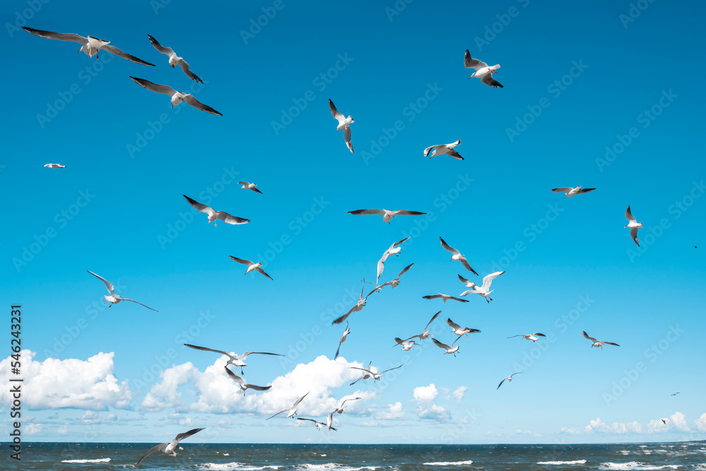 A flock of seagulls in flight looking for food. Baltic seagull. Gull hunting for fish.