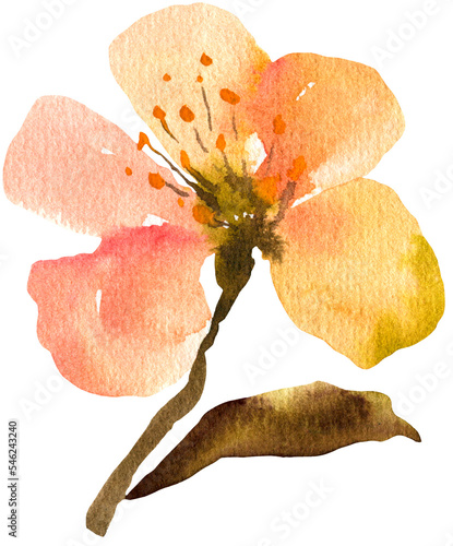 Watercolor sakura flower transparent PNG