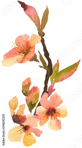 Watercolor sakura flowers spring branch transparent PNG