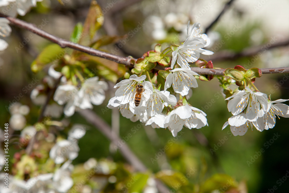 Close up view of working honeybee on white flower of sweet cherry tree. Collecting pollen and nectar to make sweet honey. Close up view of working honeybee on white flower of sweet cherry tree. Collecting pollen and nectar to make sweet honey.
