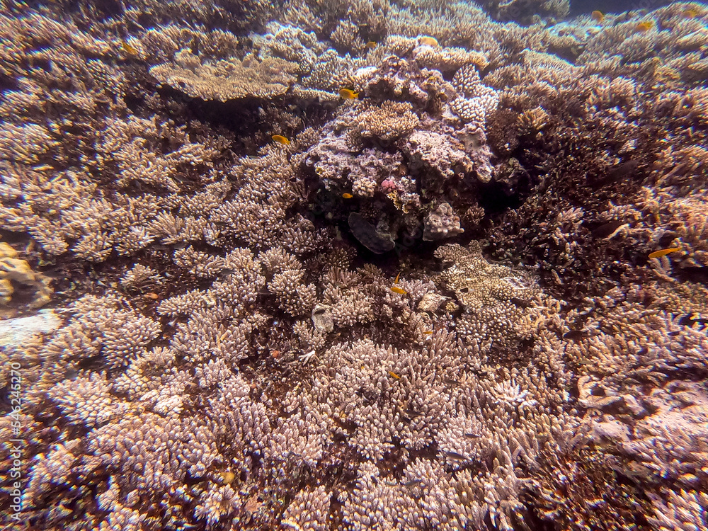 Underwater life of reef with corals and tropical fish. Coral Reef at the Red Sea, Egypt. Underwater life of reef with corals and tropical fish. Coral Reef at the Red Sea, Egypt.