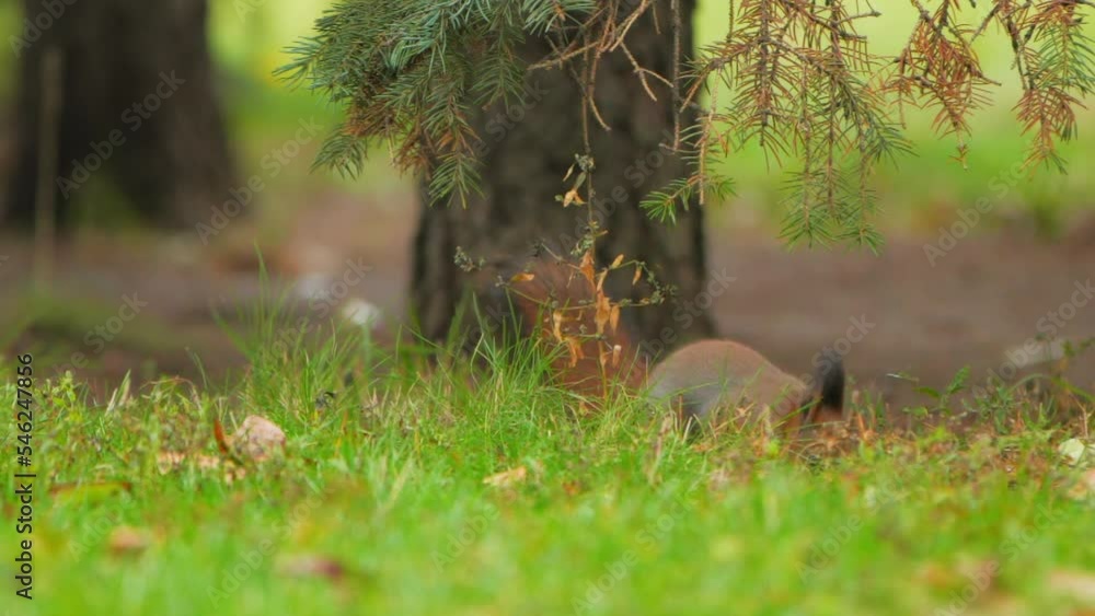 Squirrel looks for food in green grass of lawn in park. Fluffy rodent eats more before cold winter season. Autumn day in forest. Squirrel looks for food in green grass of lawn in park. Fluffy rodent eats more before cold winter season. Autumn day in forest.