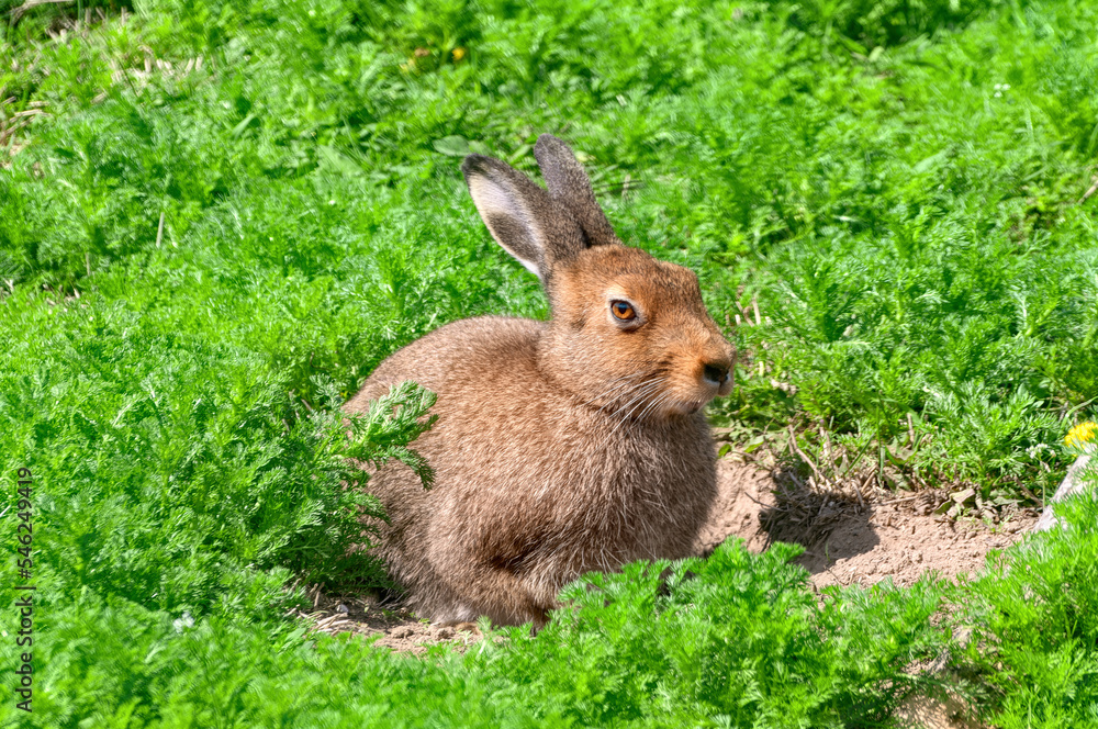 Fototapeta premium Single brown hare sitting on the green grass under the sun.