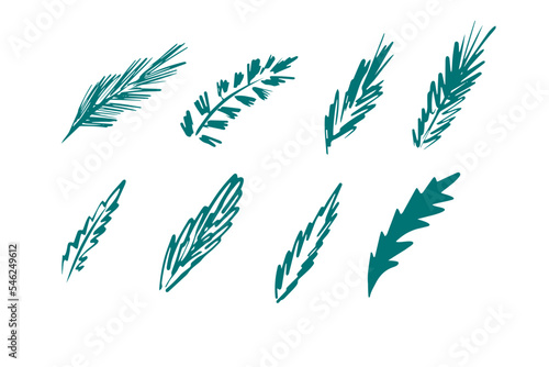 Set of beautiful spruce, fir and pine branches. Design element for Christmas and New Year cards.