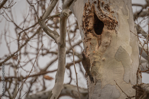 Northern Flicker checks out a Pileated Woodpecker's nesting cavity