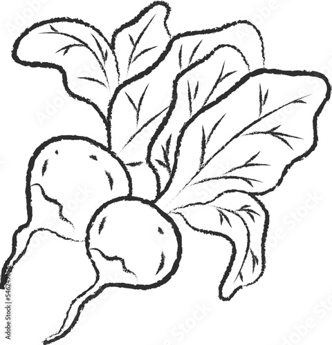 Chalked sketch raddish vegetable icon vector illustration. White chalk style line hand drawn vegetable sketch icon for restaurant menu promo design
