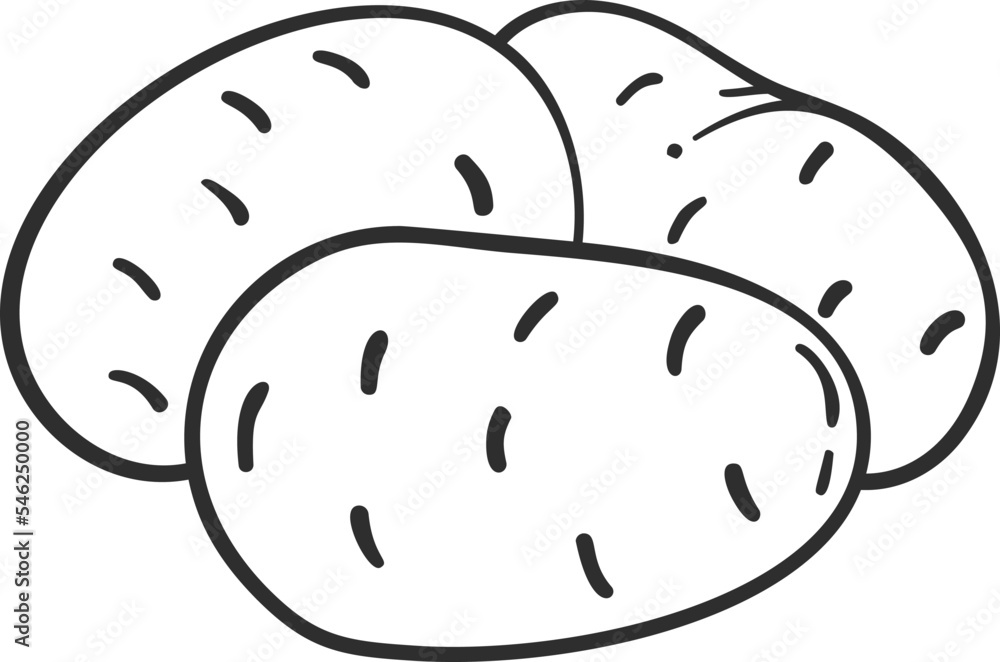 Sketch potato vegetable icon vector illustration. Black line contour sketch vegetable icon on white background for restaurant menu vintage design Sketch potato vegetable icon vector illustration. Black line contour sketch vegetable icon on white background for restaurant menu vintage design