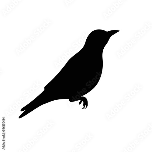Isolated vector silhouette of a sitting golden eurasian oriole bird