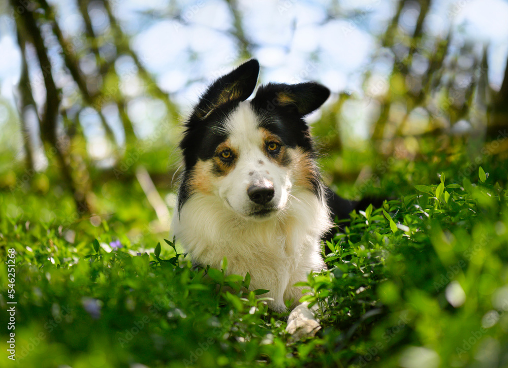 chien chien