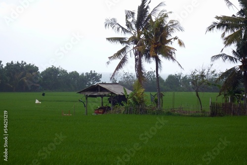 rice fields next to ocean