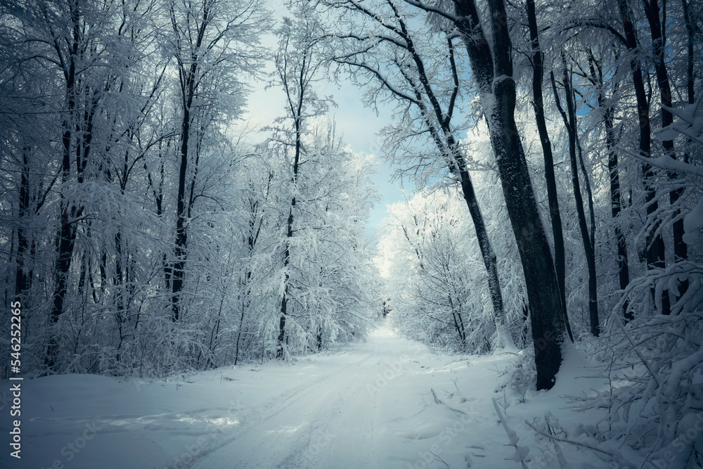 Obraz premium frozen forest in winter, fantasy landscape