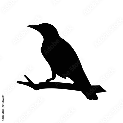 Golden Eurasian oriole bird silhouette sits on a branch clutching the trunk with its paws