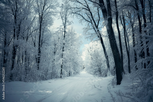 frozen forest in winter, fantasy landscape