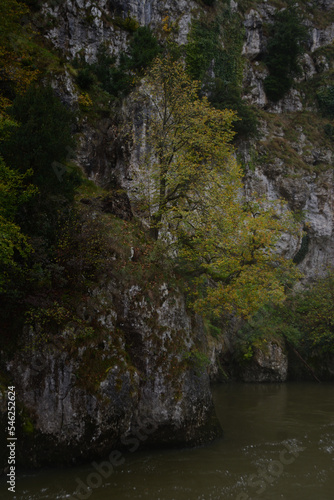 Tree at the Danube break near to Kelheim, Bavaria