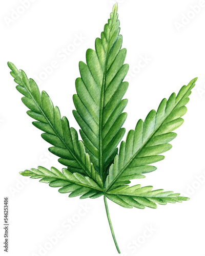 Cannabis isolated on white background  green leaves Hand drawn watercolor illustration.