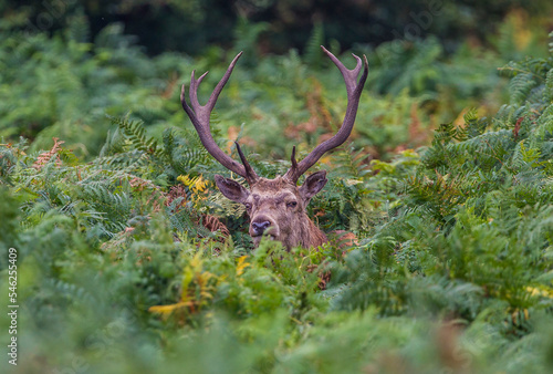 Tablou pe pânză Stag among the bracken