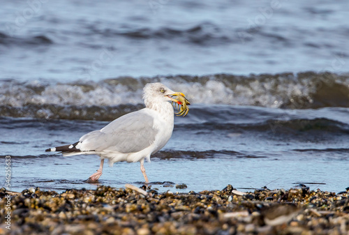 seagull on the beach