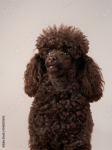 curly little poodle on a beige background. Portrait of a happy pet in the studio © annaav