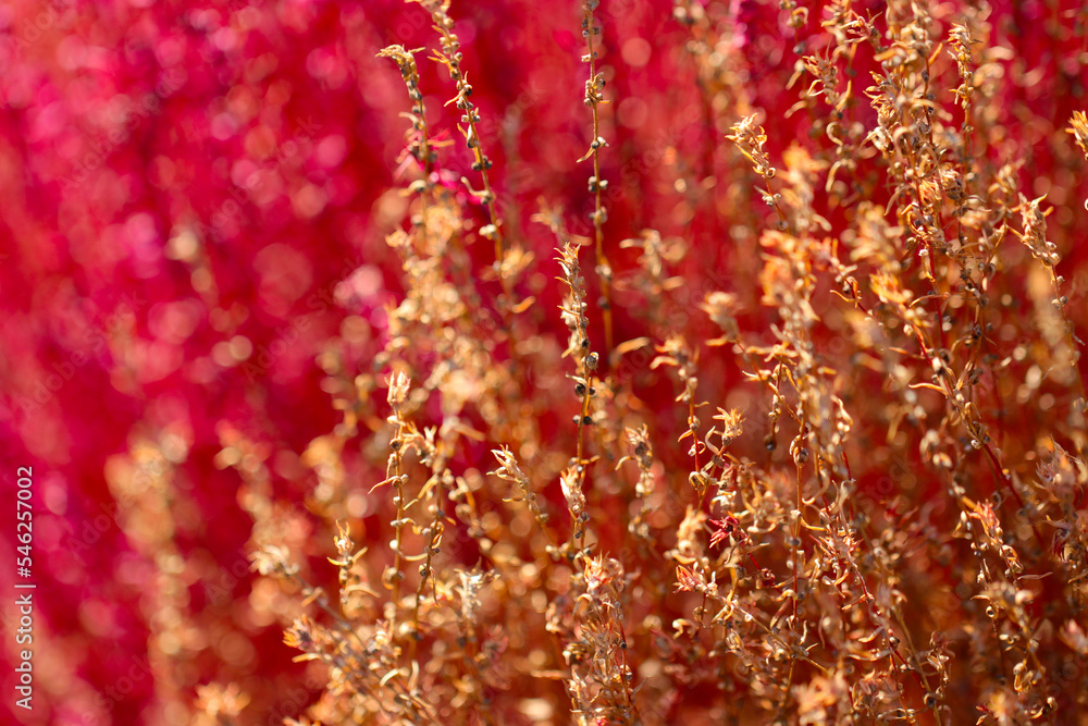 Mexican burningbush (Hokigi, Bassia scoparia) ,pink and brown two tone colored texture. Mexican burningbush (Hokigi, Bassia scoparia) ,pink and brown two tone colored texture.
