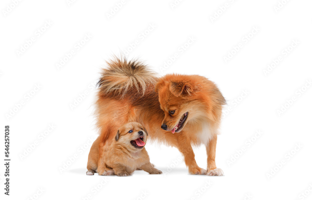 Pet portrait of brown Long-haired Chihuahua bitch dog with Little Chihuahua and Pomeranian crossbreed puppy on white background Pet portrait of brown Long-haired Chihuahua bitch dog with Little Chihuahua and Pomeranian crossbreed puppy on white background