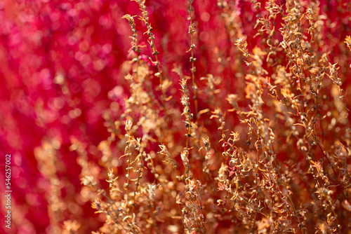 Mexican burningbush (Hokigi, Bassia scoparia) ,pink and brown two tone colored texture.  photo