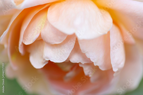 Large apricot colored rose flowerhead, close up macro photography.