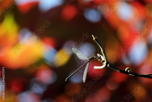 Common Spreadwing (Aoitotombo, Lestes sponsa) dragonfly, resting on a thin branch, with colorful autumn leaves texture background. photo