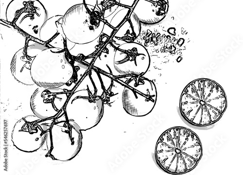 Tomatoes and lemon slices vintage vector line art