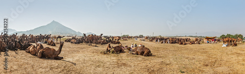 Panorama of camels camp at Pushkar Mela  Pushkar Camel Fair . Pushkar  Rajasthan  India