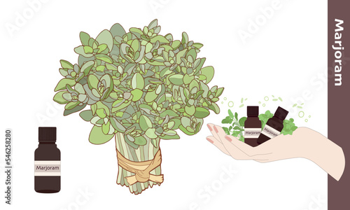 スイートマジョラムの精油・手のひらに乗せたマジョラム・マジョラム・精油・アロマ・マジョラムの束