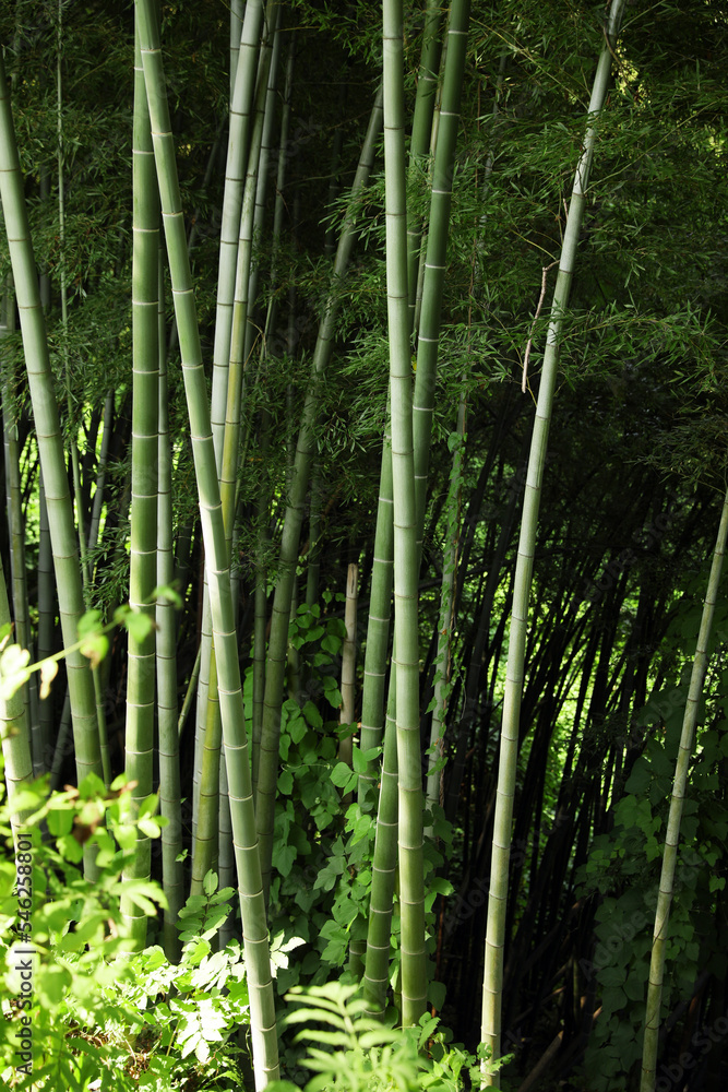 Beautiful green bamboo plants growing in forest Beautiful green bamboo plants growing in forest