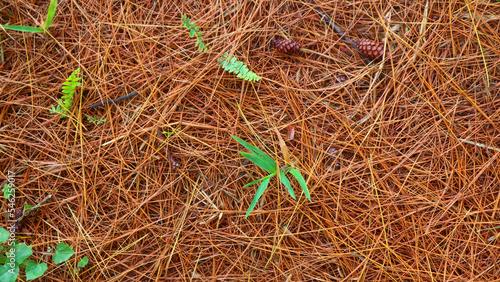 dried pine leaves as a background