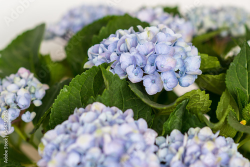 Blue hydrangea flowers, soft focus