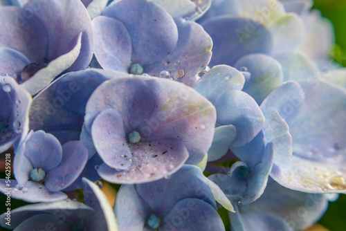 Blue hydrangea flowers, soft focus