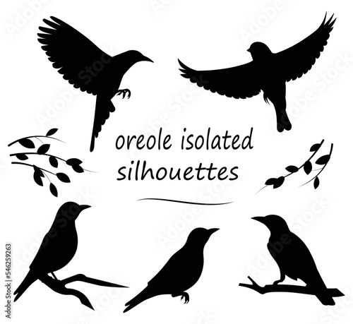 Five isolated silhouettes of the golden Eurasian oriole flying, fluttering, flapping its wings, standing and sitting on a branch in the forest in summer