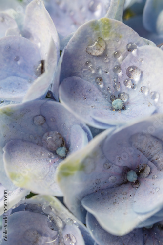 Blue hydrangea flowers, soft focus