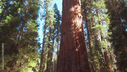 Sequoia National Park, California. USA - August 31, 2022: General Sherman photo